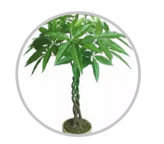 綠植搭配也有講究！